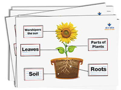 Plant parts English