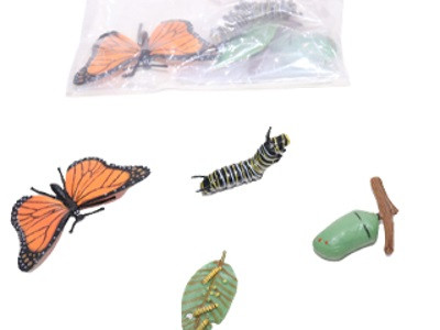 Butterfly -life Cycle