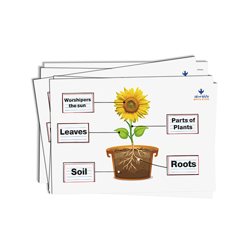 Plant parts English