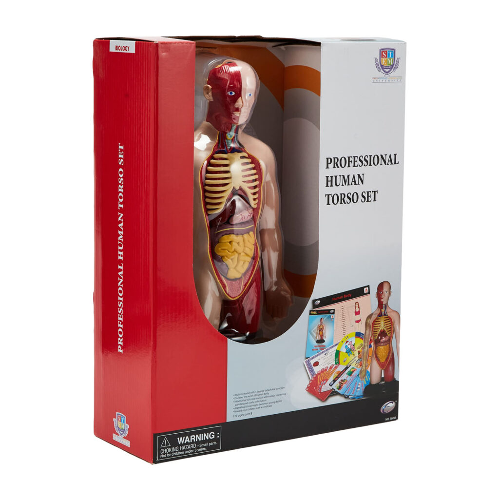 Eastcolight Professional Human Torso Set