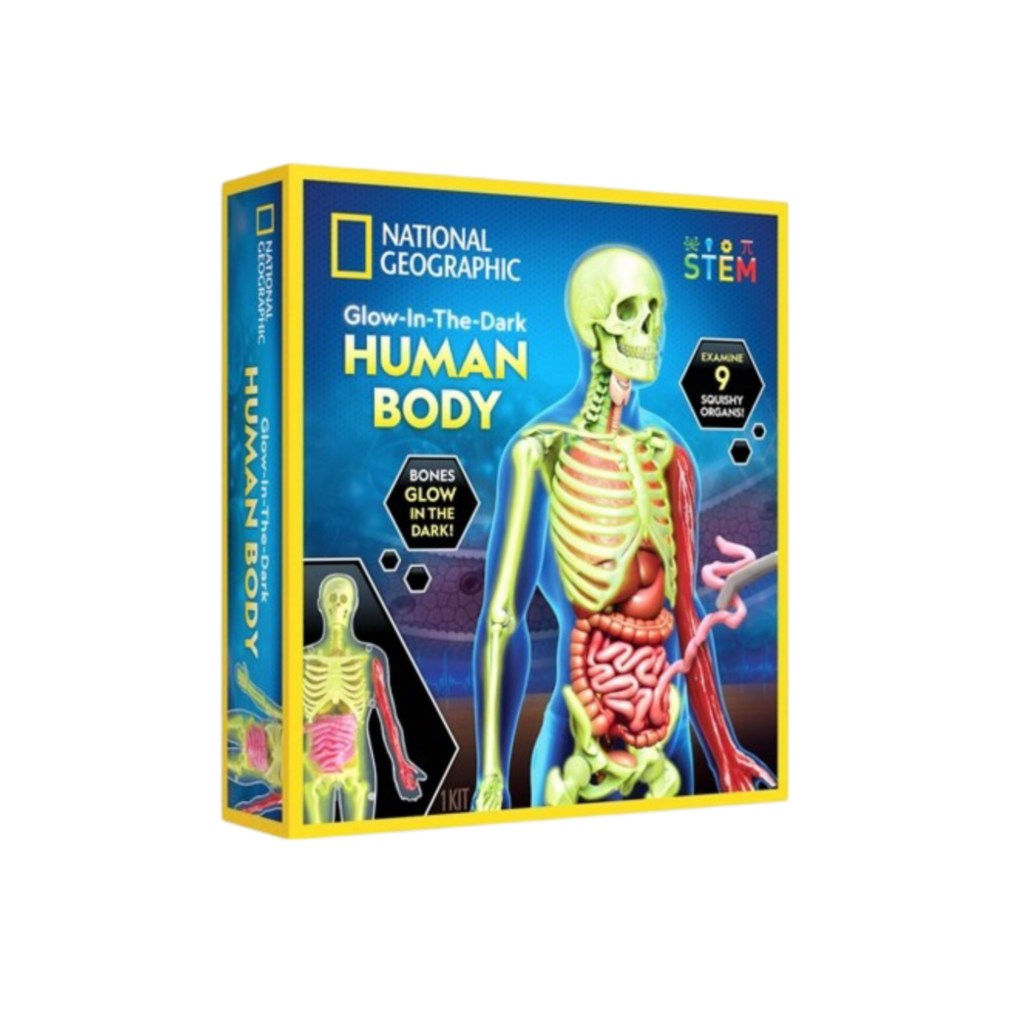 National Geographic Glow-In-The-Dark Human Body