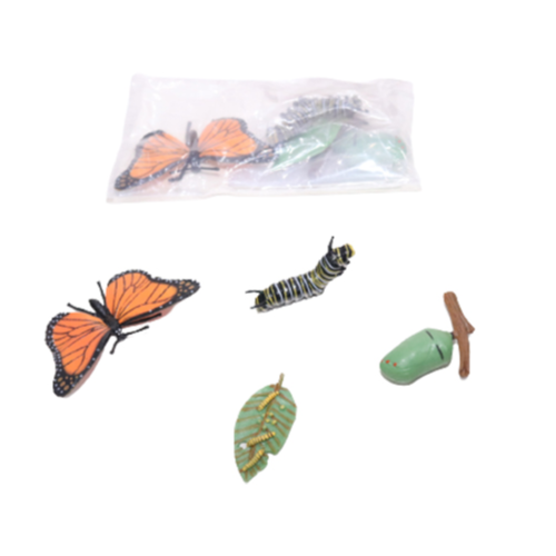 Butterfly -life Cycle